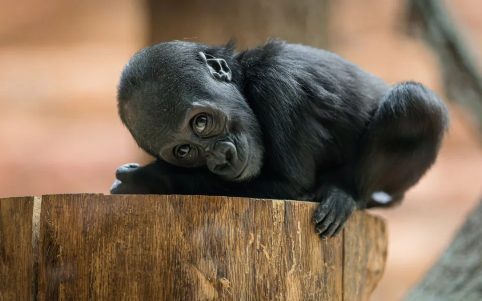 Pražská zoo oslavila rok od narození gorilí samičky Mobi, vnučky Moji