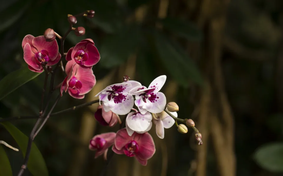 V březnu se do botanické zahrady vrací orchideje. Tentokrát v expozici s názvem Královny intrik