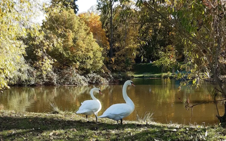 S blížícím se jarem přichází i hnízdění ptáků ve Stromovce. Správa parku žádá pejskaře o větší pozornost