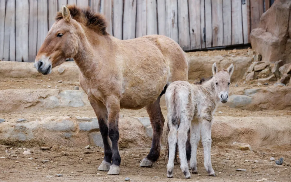 V Zoo Praha mohou lidé spatřit nově narozenou klisnu koně Převalského