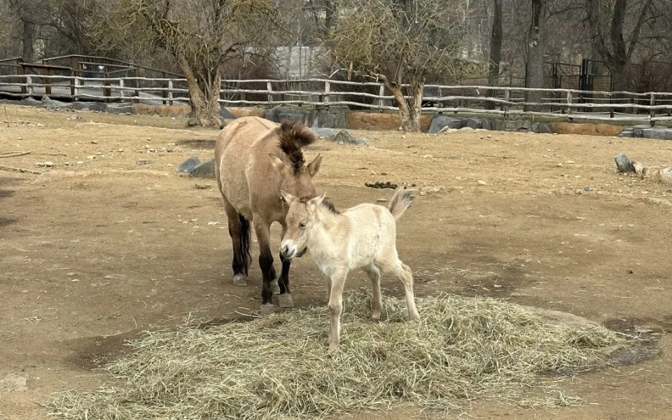 VIDEO: Hříbě koně Převalského v Zoo Praha dostalo jméno Dagina. Vybral ho mongolský prezident