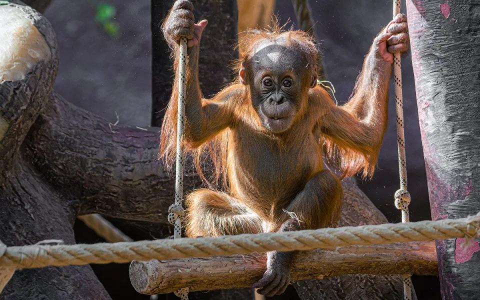 Zoo Praha