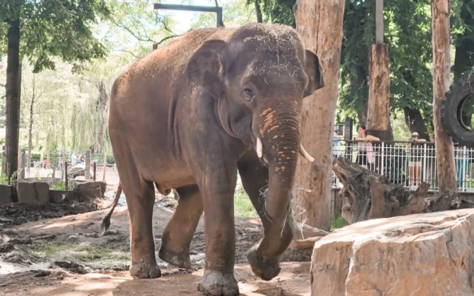 Slon Max z pražské zoo si užívá nový domov v Antverpách, miluje plavání