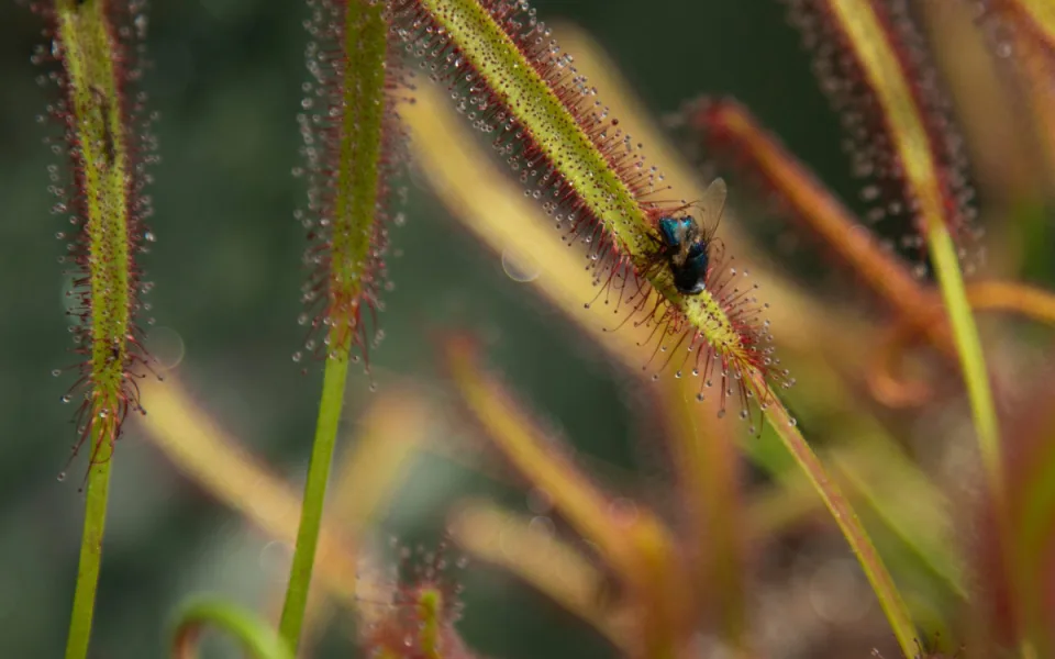 Botanická zahrada vystaví desítky druhý masožravých rostlin
