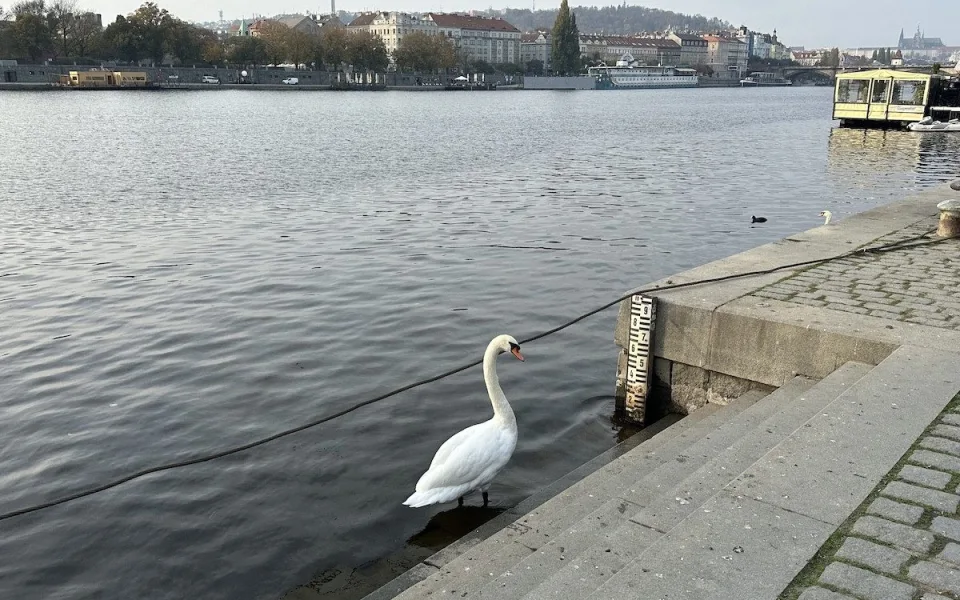 Pátrání po labutích z centra Prahy pokračuje, teorie o jejich snědení se nepotvrdily