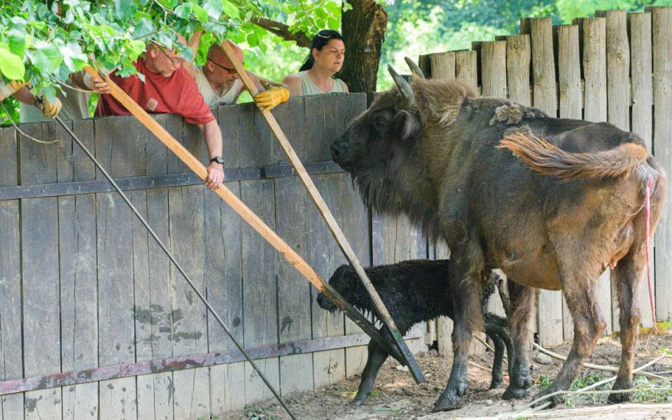 Malý zubr už chodí po výběhu. 