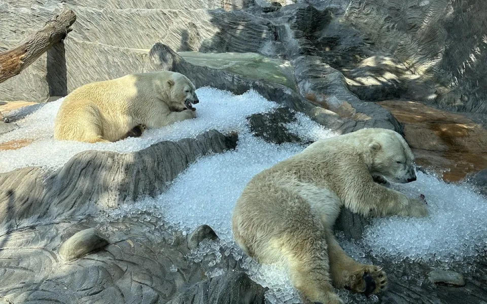 V zoo návštěvníky ochladí nová mlžítka, zvířata opět dostanou led