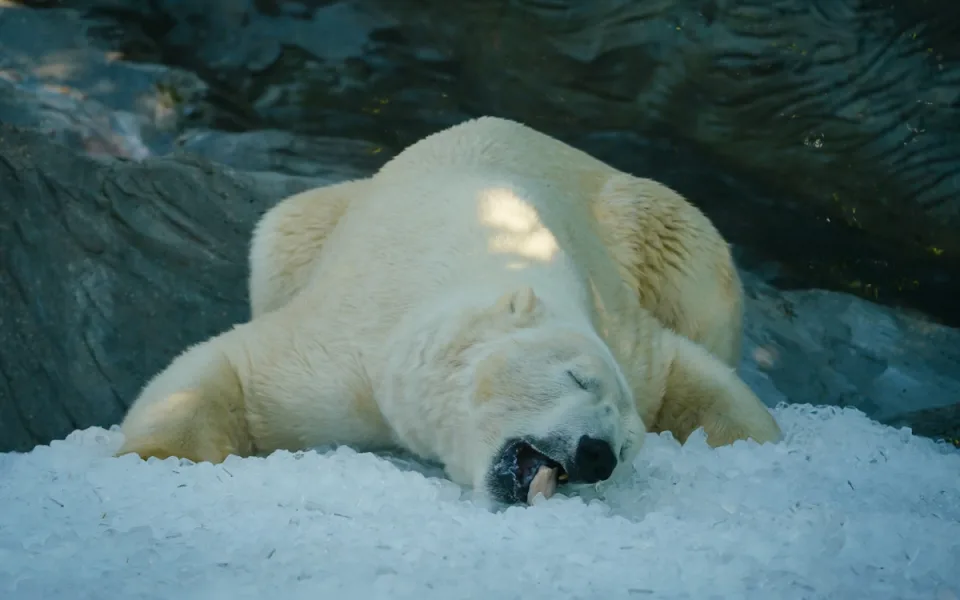 FOTO: Ledové království v pražské zoo. Tuny kostek ochladily medvědy i bizony