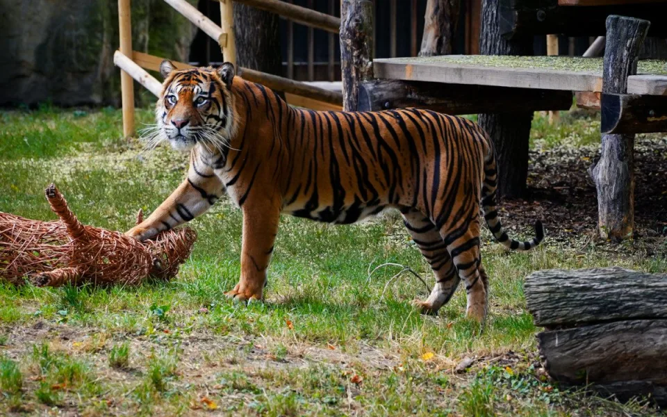 FOTO: Pražská zoo má nového tygra, má rád krvavé nanuky a parfém Chanel