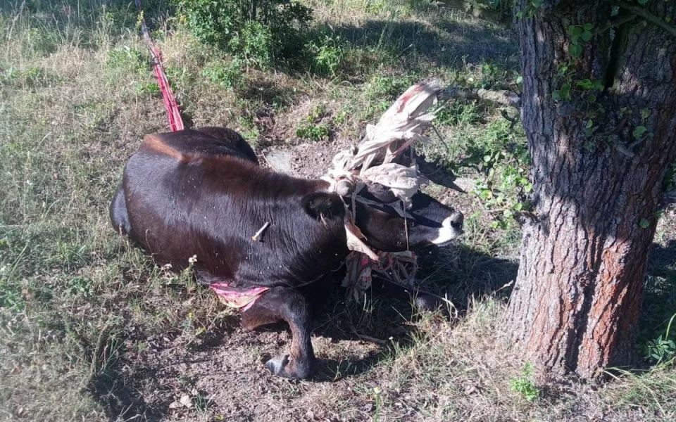 Samici musel pomoci veterinář.