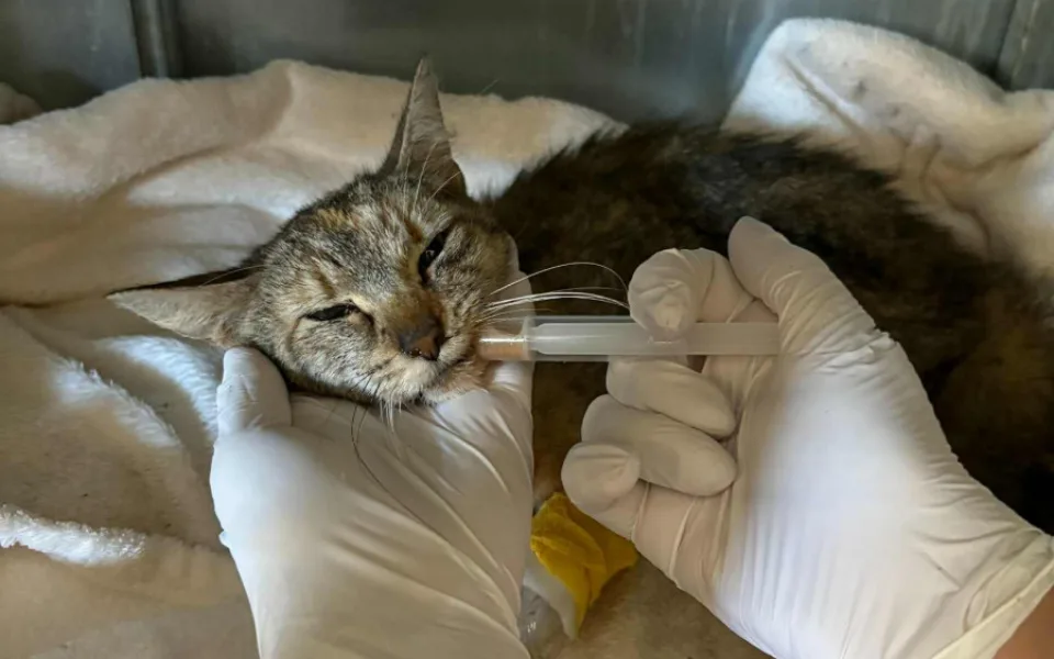 O kočky se postarali veterináři.