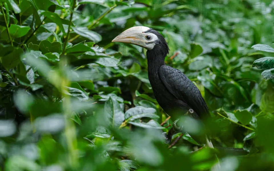Pražská zoo slaví chovatelský úspěch, narodili se jí zoborožci běloocasí