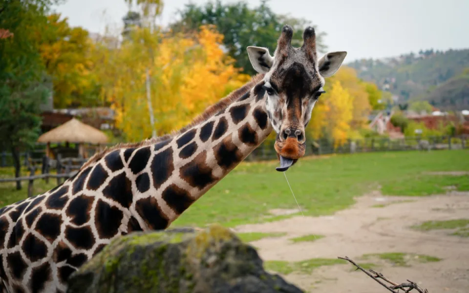 FOTO: Barevný podzim v pražské zoo