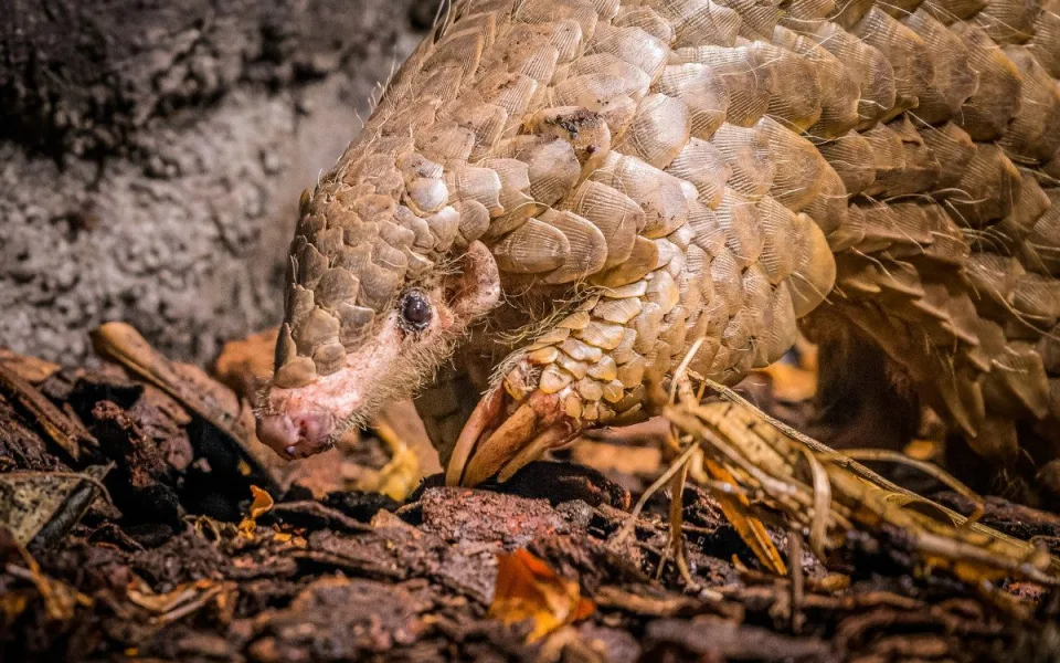V pražské zoo uhynula samička luskouna přezdívaná Fazolka.
