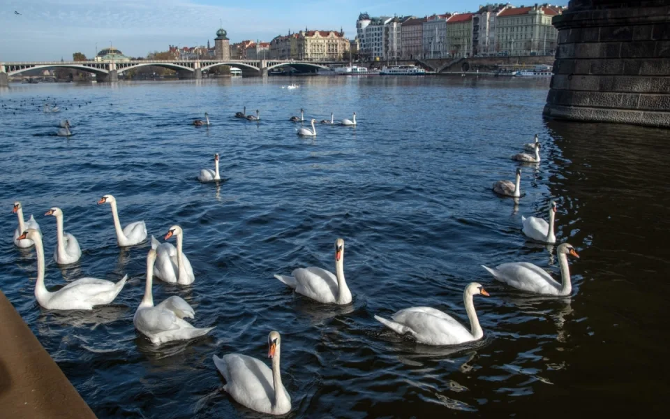 Nikdo je nesnědl. Záhadně zmizelé labutě se pomalu začínají vracet na Vltavu