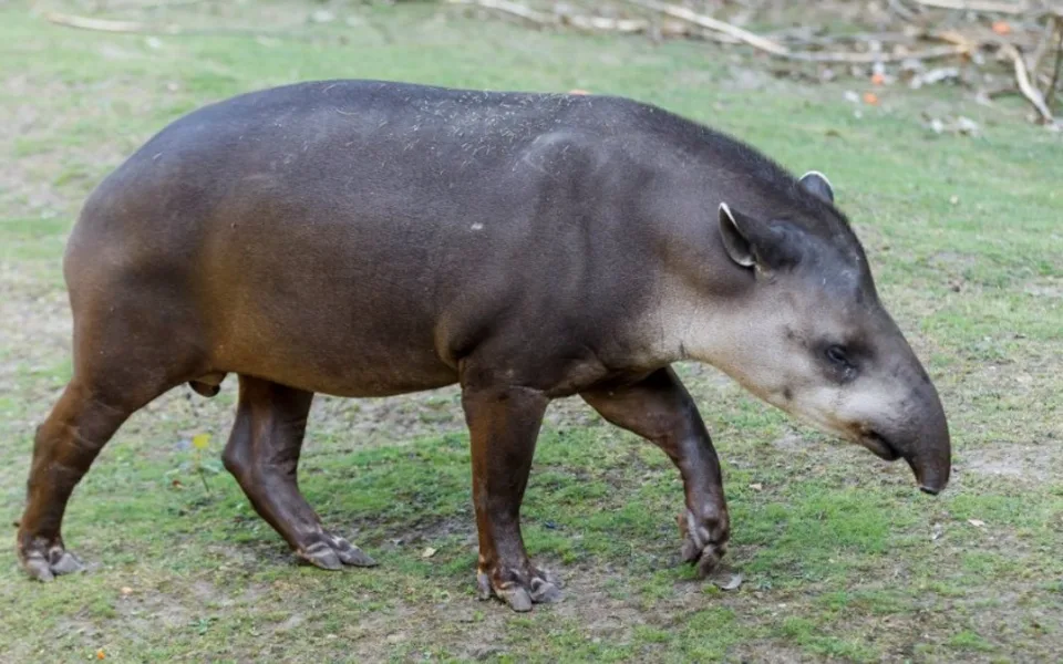 Opomíjená zvířata čekají na pomoc. Zoo Praha pro ně hledá adoptivní rodiče