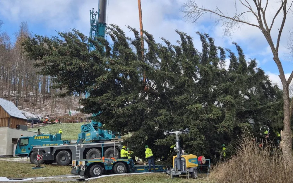 Vánoční strom putuje na Staroměstské náměstí z Lužických hor. Zdobení začne v úterý