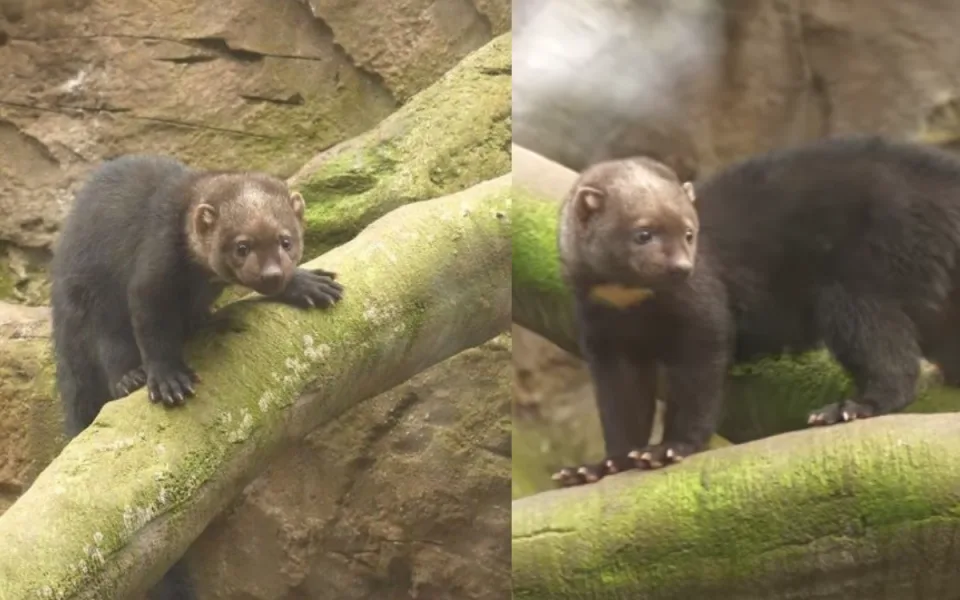 VIDEO: V ostravské zoo se povedl vzácný odchov lasicovité šelmy tayra