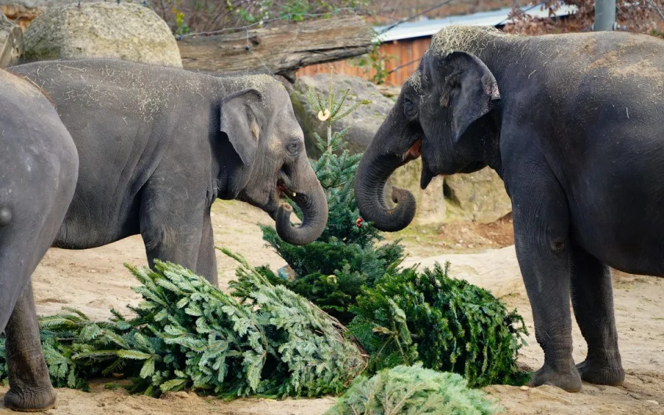 Zvířata v Zoo Praha dostanou neprodané vánoční stromky