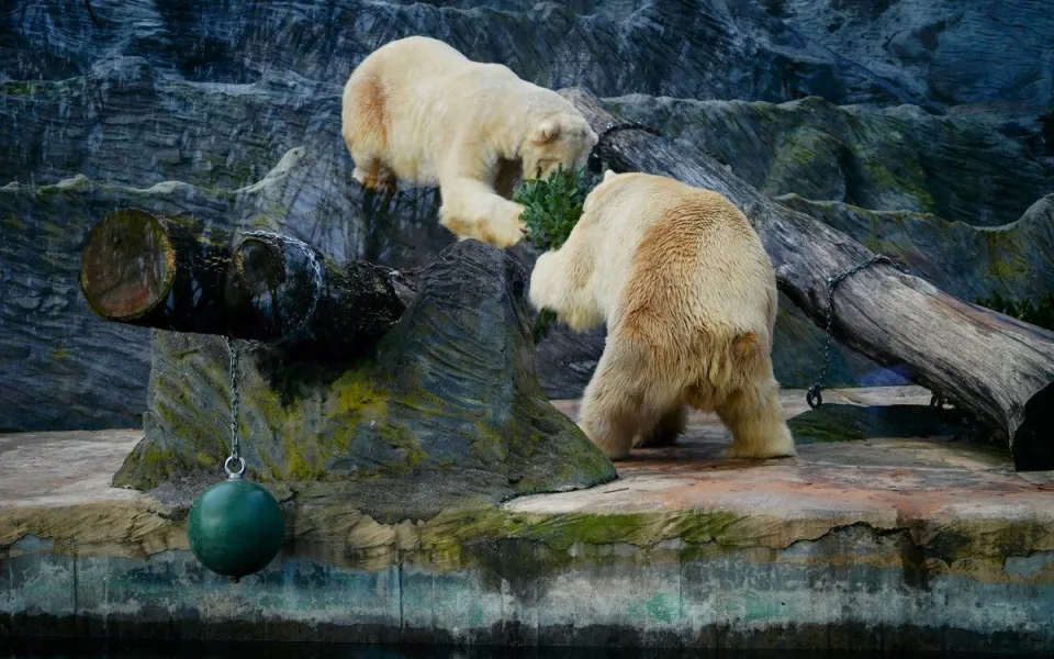 FOTO: Přetahovaná o vánoční strom. Zvířata v Zoo Praha se také dočkala nadílky
