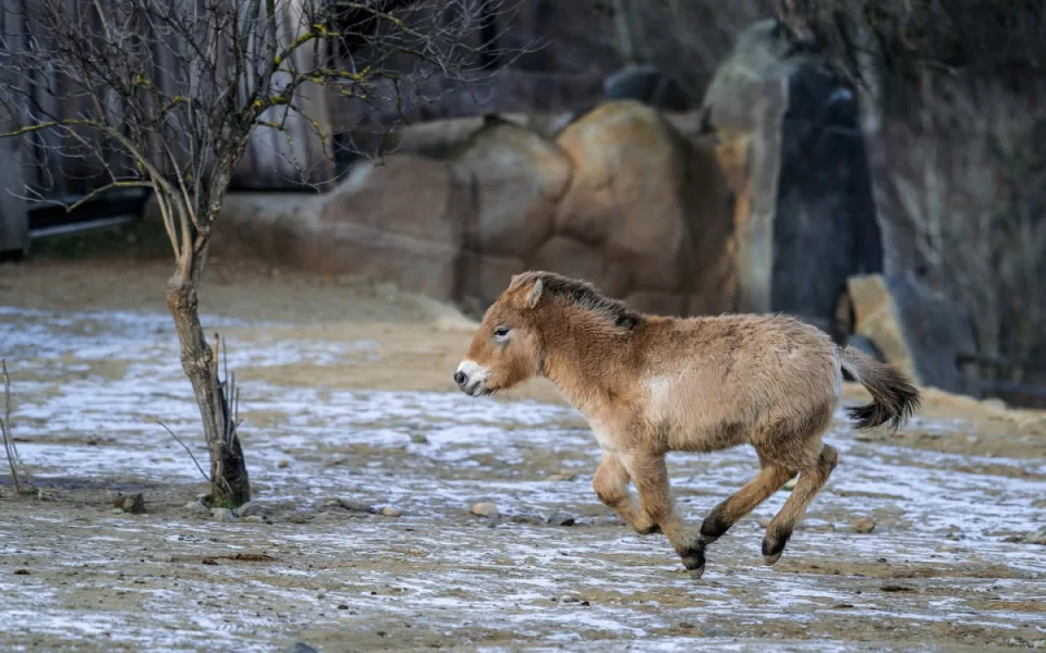 Zoo Praha