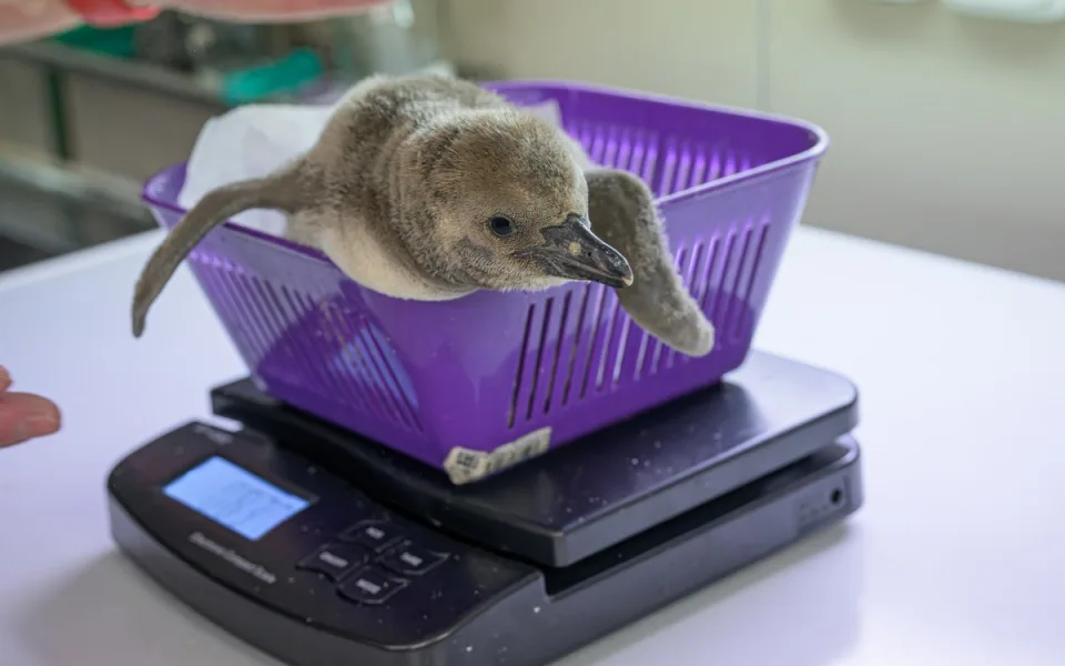 Roztomilé tučňáčí mládě z pražské zoo roste jako z vody. Váží skoro kilo a půl