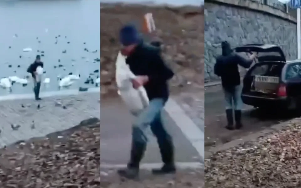 Muž si do auta odnesl dvě labutě.