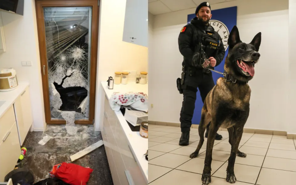 Harley muže rychle vyčmuchal.