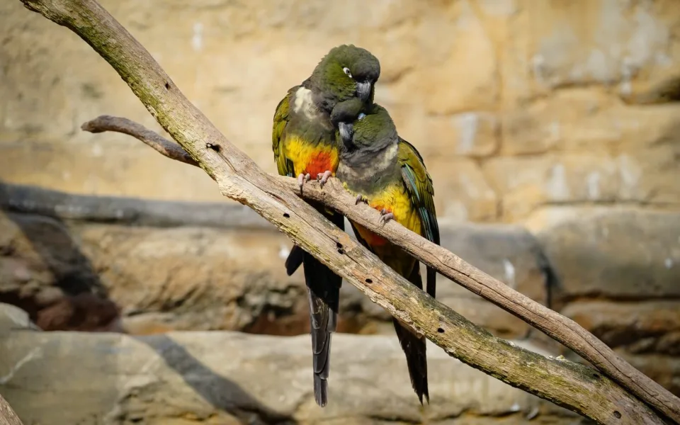 V pražské zoo potvrdili ptačí chřipku u ptáka v izolaci
