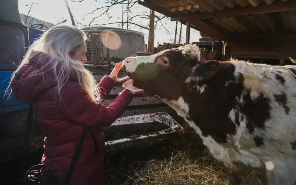 Zanedbané krávy jen o kus unikly porážce. Ochránci zvířat pro ně teď hledají domov
