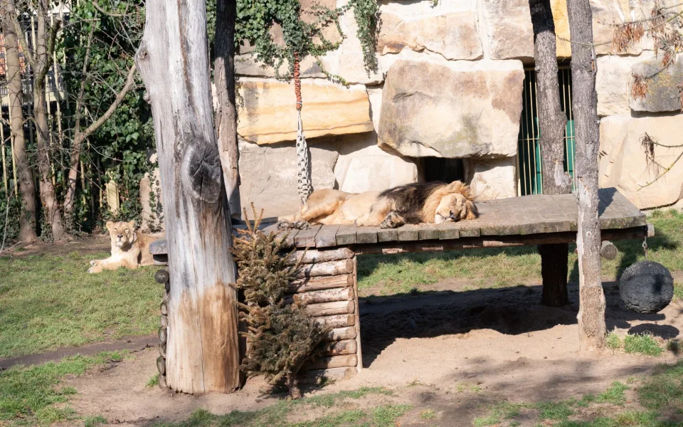 Teplé počasí láká ven obyvatele pražské zoo. Slunečno si užívají například lvi či karakalové
