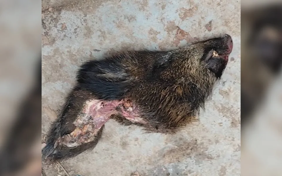 Poradci pražské náměstkyně Komrskové hodil maskovaný muž za plot hlavu kance