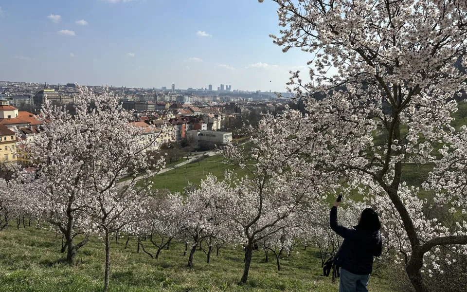 FOTO: Jaro je tu. V Petřínských sadech kvetou stovky mandloní