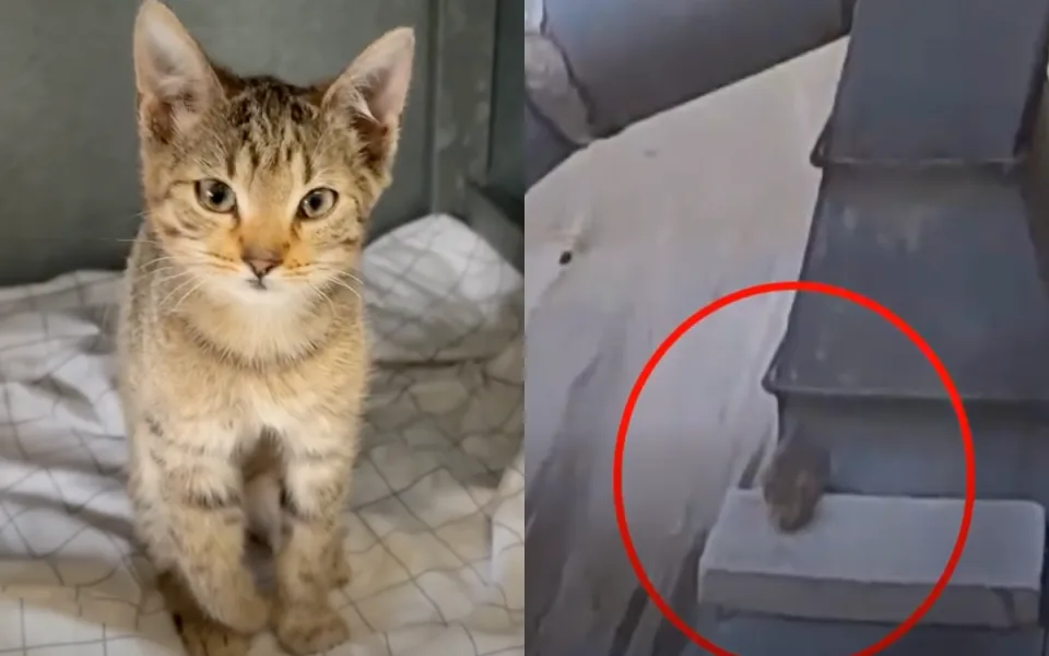 Kotě mělo zlomenou packu.
