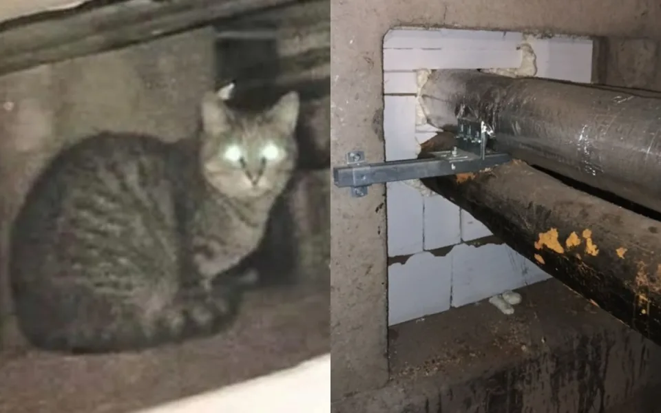 Kočky podle ochránců zvířat zůstaly bez vody a jídla a nemohou ven.