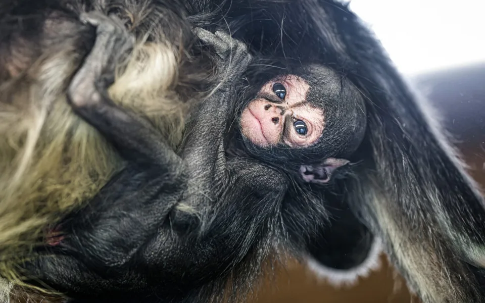 Zoo Praha