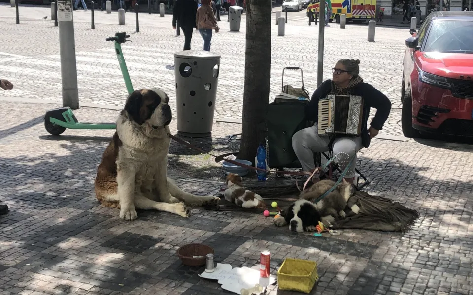 Rumuni zvířata využívali i na Václavském náměstí.