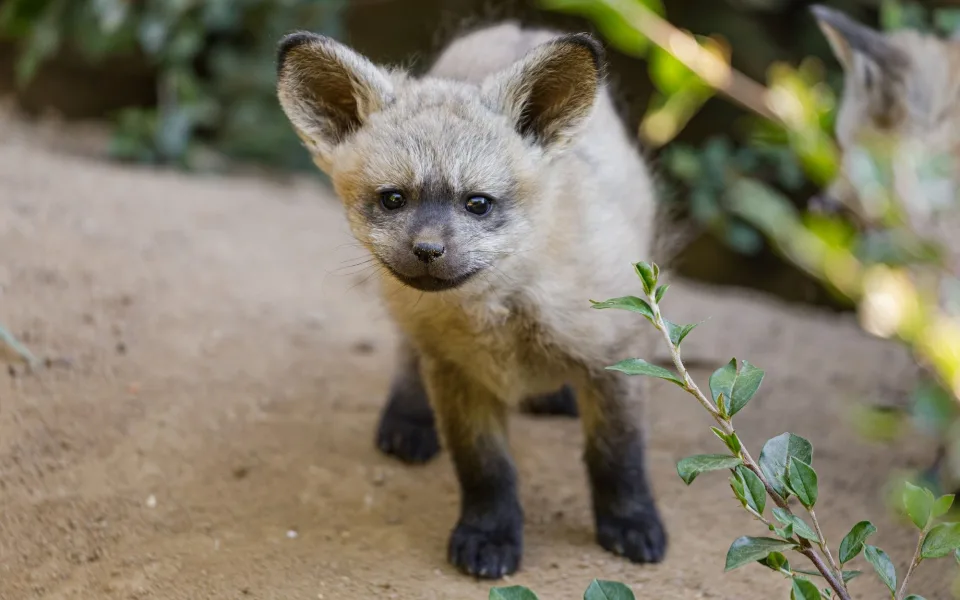 FOTO: Ušaté nadělení v pražské zoo. Po 14 letech se narodila štěňata psa z Afriky