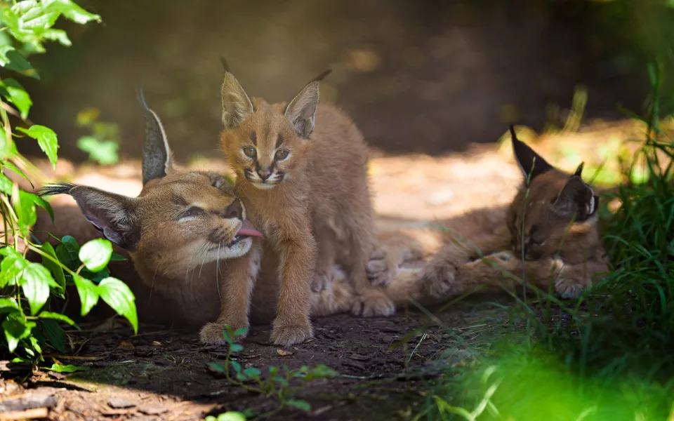 Zoo Praha