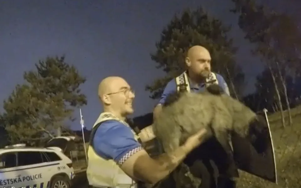 Strážníci jehně vrátili do ohrady.
