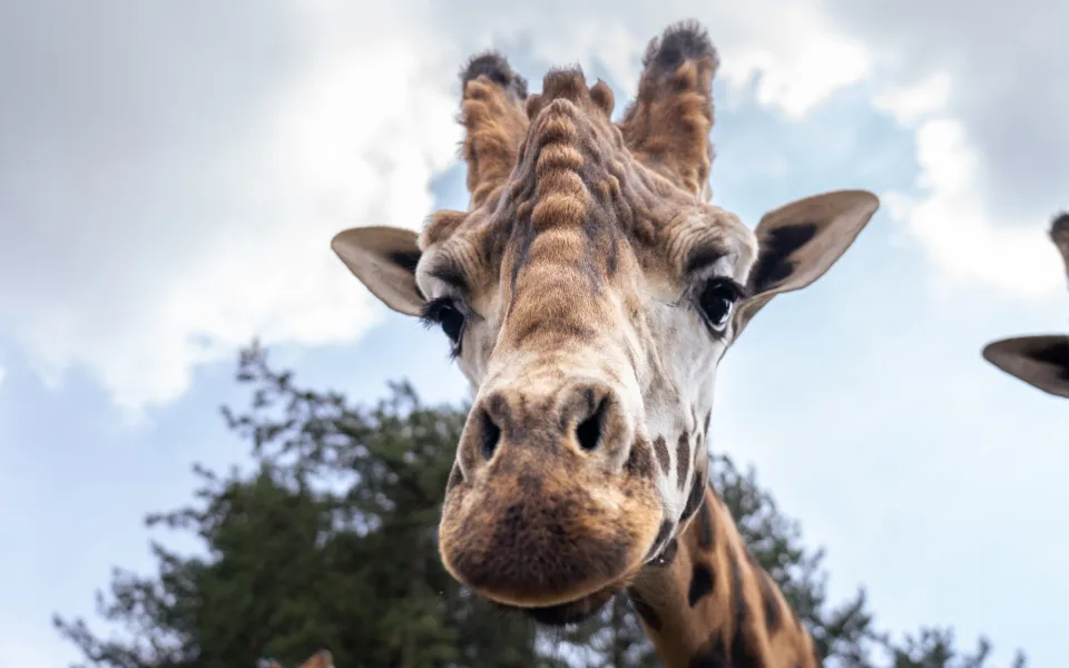 První pohled do tváře nového chovného samce žirafy, zde ještě v domovském Safariparku Beekse Bergen. Foto Oliver Le Que, Zoo Praha