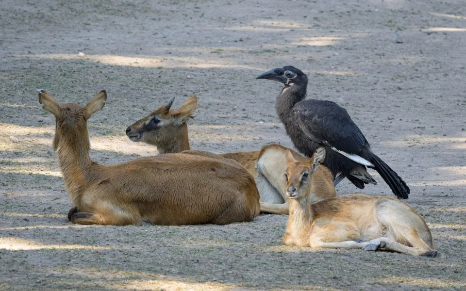 Zoo Praha