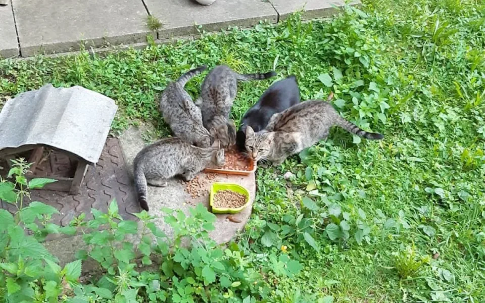 Co s kočkami u Apolináře? Nemocnice zakázala krmení, podle ochránců je to týrání