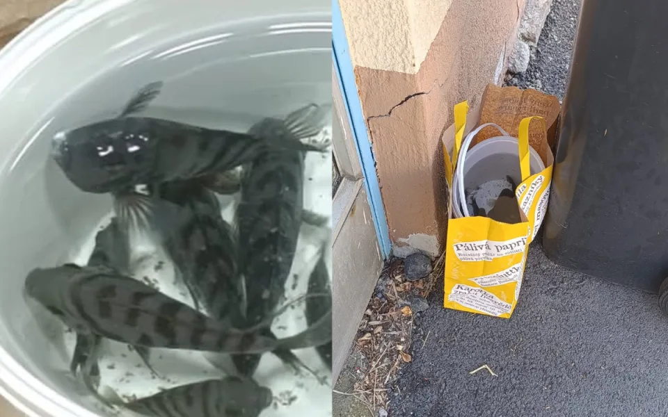 Krutý počin chovatele. Akvarijní rybky nechal ve vedru v misce u popelnice