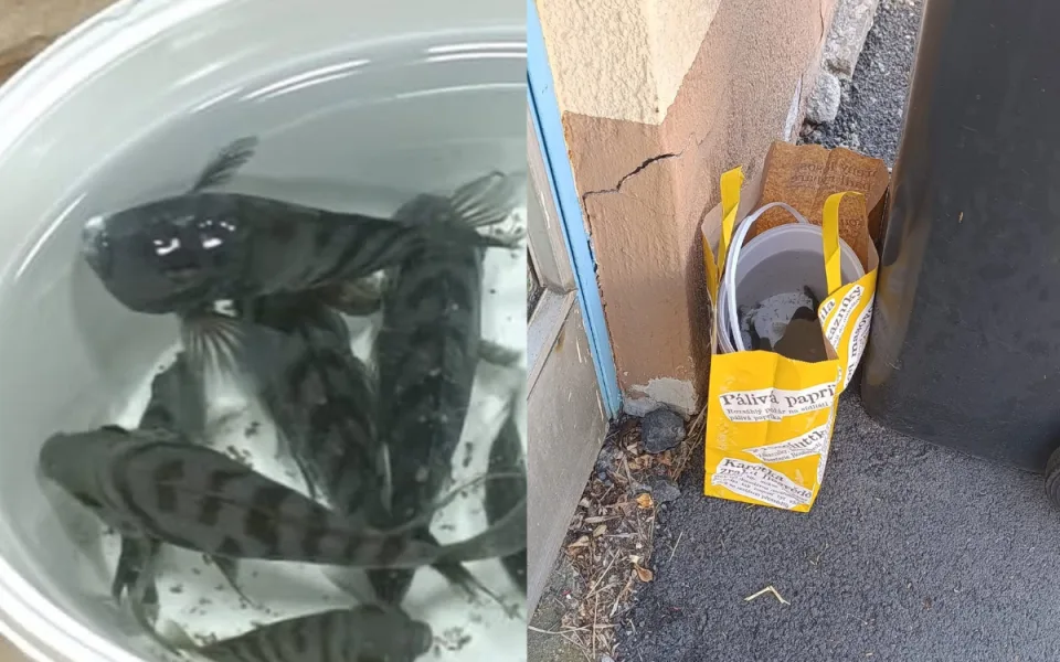 Krutý počin chovatele. Akvarijní rybky nechal ve vedru v misce u popelnice