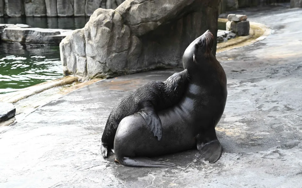 Malý lachtan míří v pražské zoo do velkého bazénu. Brzy poznáme jeho jméno